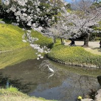 Весна в Токио :: Елена Весна в Токио :: Елена