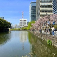 Апрель в Токио :: Елена 