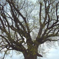 Тюльпановое дерево :: Tata Wolf