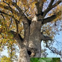 Тюльпановое дерево :: Tata Wolf