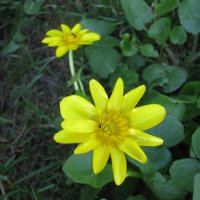 Солнечная красота :: Людмила Смородинская Солнечная красота :: Людмила Смородинская