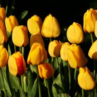 Доброе утро :: Юрий. Шмаков