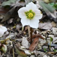 Москва. Аптекарский огород. Апрель. :: Наташа ***** Москва. Аптекарский огород. Апрель. :: Наташа *****