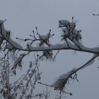 Снег на ветвях в апреле. Год 2025 :: Дмитрий Никитин