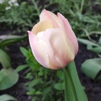 ,,, :: Сергей Тимоновский