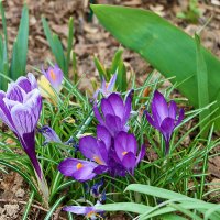Все ещё крокусы :: Светлана 