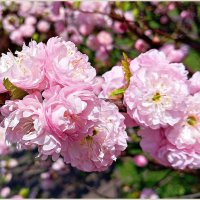 Цветы луизеании. :: Валерия Комова Цветы луизеании. :: Валерия Комова