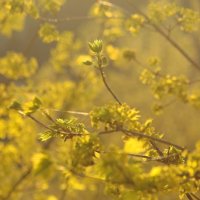 Купаясь в рассветных лучах. :: Татьяна Бравая