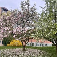 Цветущий апрель... :: Галина 