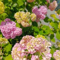 Радость :: Татьяна Пальчикова