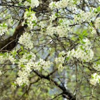 Вишня :: Oleg4618 Шутченко