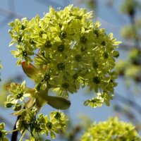 Кленовый цвет :: Зоя Мишина Кленовый цвет :: Зоя Мишина