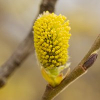Blooming Willow | 7 :: Sergey Sonvar