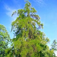 парк :: марта Камушкина