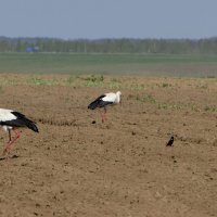 из снятого сегодня 3 :: Александр Прокудин из снятого сегодня 3 :: Александр Прокудин