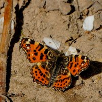 из снятого сегодня 5 :: Александр Прокудин