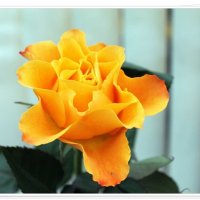 цветы :: марта Камушкина