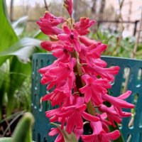 Гиацинт :: Сапсан 