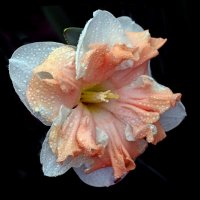 нарцисс 22 апреля :: Михаил Бибичков