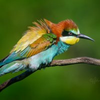 Детали и цвет :: Александр Плеханов