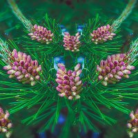 Шишки сосновые :: Владимир Кроливец