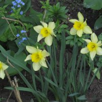 апрельское , жёлтое :: Елена Шаламова