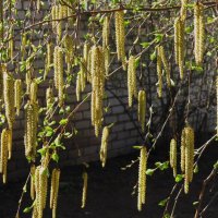апрельское ,зелёное :: Елена Шаламова апрельское ,зелёное :: Елена Шаламова