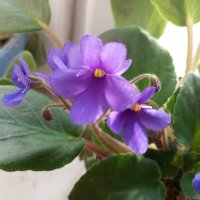 Фиалка :: Елена Семигина