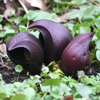 Москва. Аптекарский огород. Апрель. :: Наташа *****