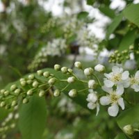 Расцвела черемуха, распустилась белая... :: Галина 