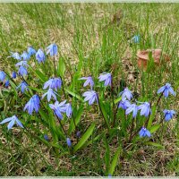 Милые пролески. :: Лия ☼