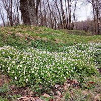 Бабочка из первоцветов. :: Лия ☼ Бабочка из первоцветов. :: Лия ☼