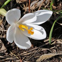 Белый, как снег :: Светлана 