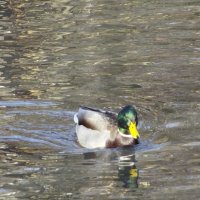 По волнам... :: Freddy 97