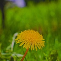 Одуванчик :: Giant Tao /