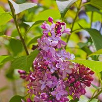 Фиолетовая Сирень. :: Giant Tao /