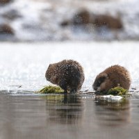 Купание :: Марина Фомина.