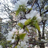 Апрель. :: Венера Чуйкова Апрель. :: Венера Чуйкова