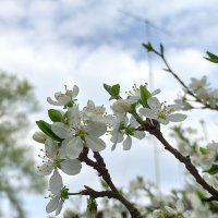 Светлая седмица :: veilins veilins Светлая седмица :: veilins veilins