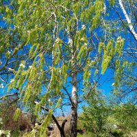 В ростовском экопарке :: Нина Бутко