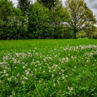 Весенний луг. :: Lucy Schneider 