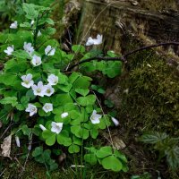 Лесные цветы. :: Lucy Schneider 