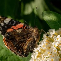 Репейница на будлее... :: Николай Гирш