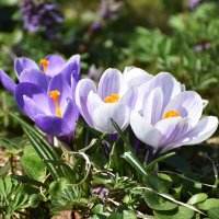 Москва. Ботанический сад МГУ. :: Наташа *****