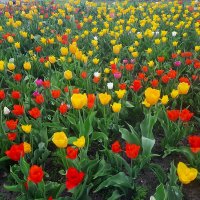 Весенняя скатерть :: Сеня Белгородский Весенняя скатерть :: Сеня Белгородский