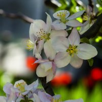 Яблоня  цветёт :: Валентин Семчишин