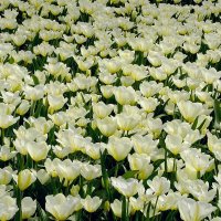 Тюльпаниана :: Фёдор Меркурьев Тюльпаниана :: Фёдор Меркурьев