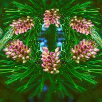 Прошлогодние шишки :: Владимир Кроливец