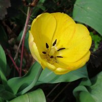 Тюльпан :: Рита Симонова Тюльпан :: Рита Симонова