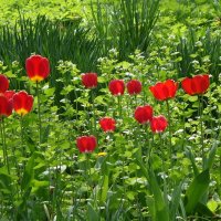 Тюльпаны :: Рита Симонова